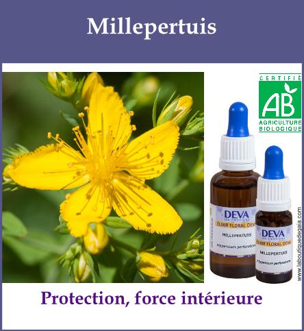 Millepertuis 2