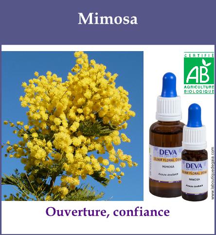 Mimosa 2