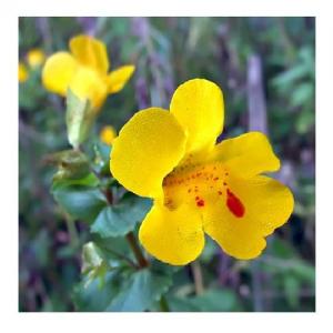 Mimulus Jaune