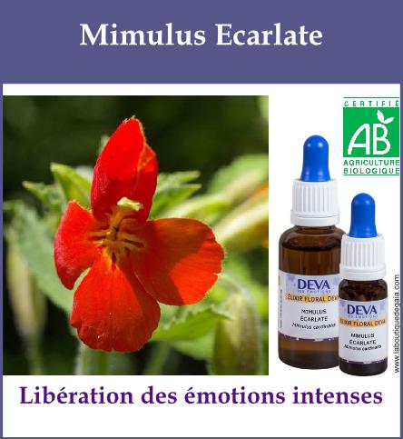 Mimulus ecarlate 2