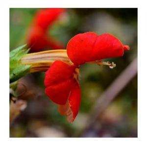 Mimulus Ecarlate