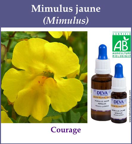 Mimulus jaune 4