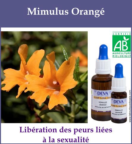 Mimulus orange 2