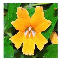 Mimulus orange 4