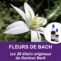 Mn bach