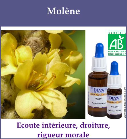 Molene 2