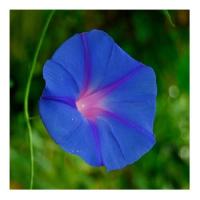 Morning glory 4