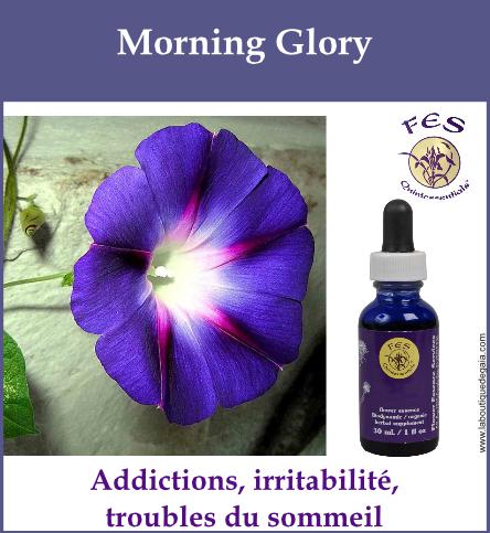 Morning glory