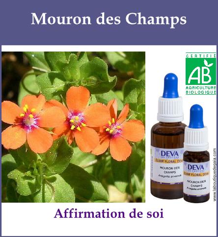 Mouron des champs 2