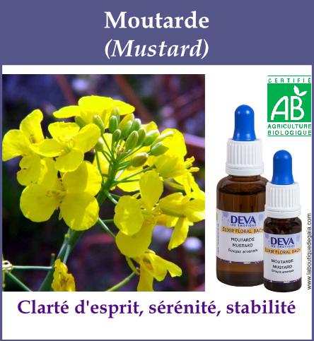Moutarde 4
