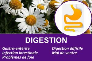 digestion