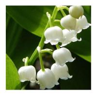 Muguet 4