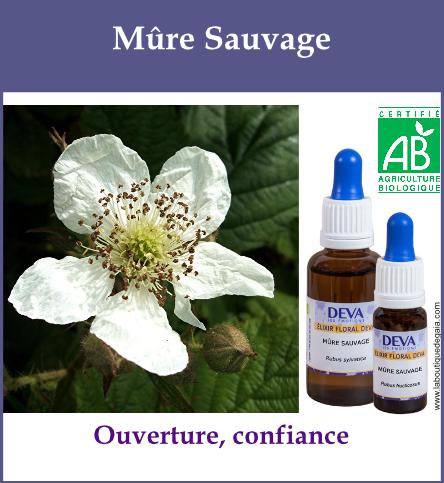 Mure sauvage 2