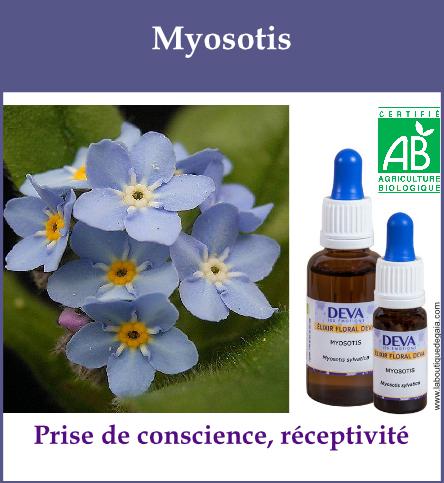 Myosotis 2