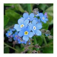 Myosotis 4