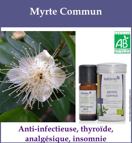 Myrte commun