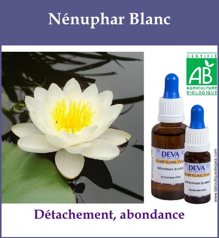 Nenuphar blanc 2