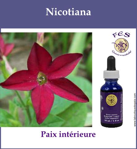 Nicotiana