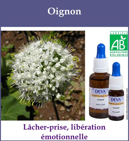 Oignon 2