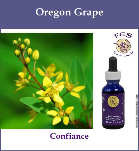 Oregon grape