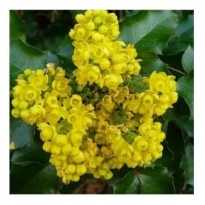 Oregon Grape