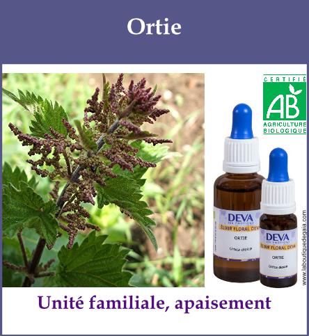 Ortie 2
