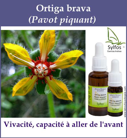 Ortiga brava 5