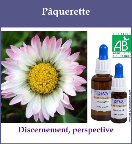 Paquerette 2