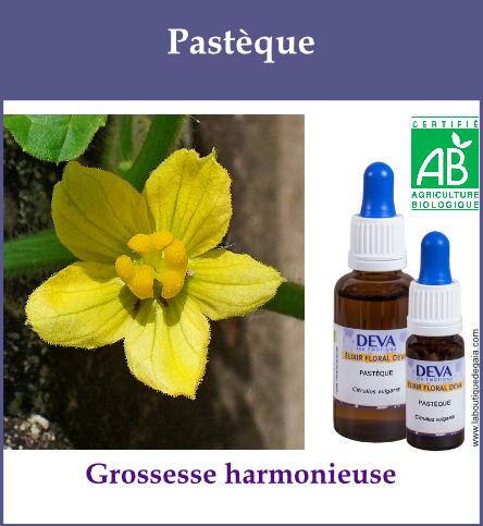 Pasteque 2
