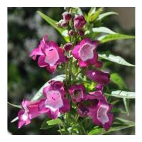 Penstemon 4