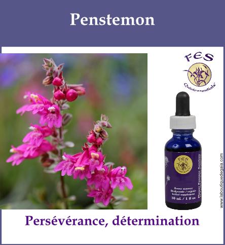 Penstemon