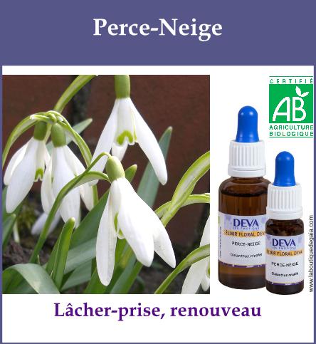 Perce neige 2