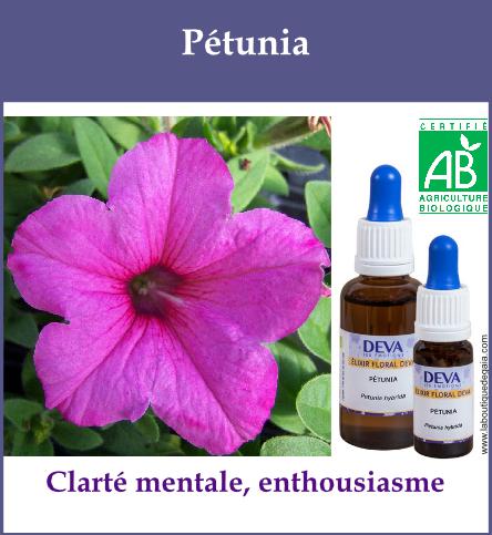 Petunia 2