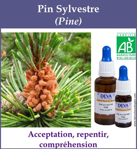Pin sylvestre 4