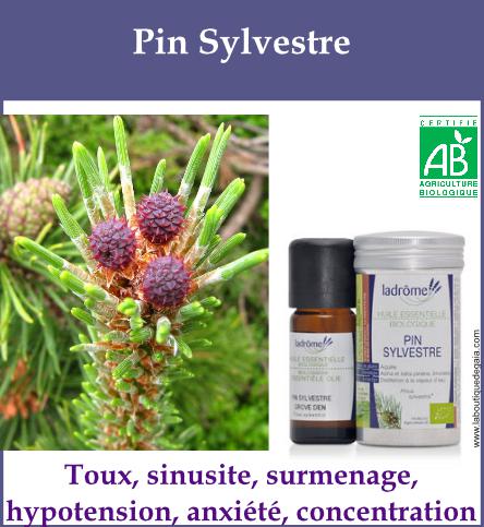 Pin sylvestre 5