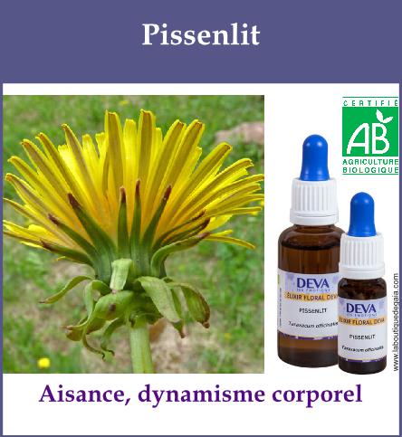 Pissenlit 2