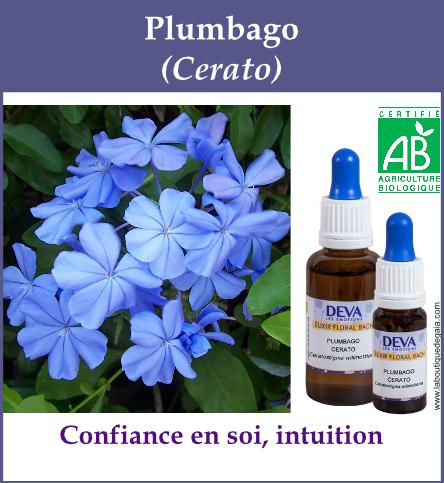 Plumbago 4