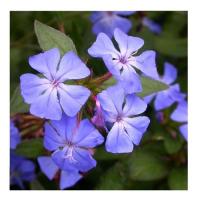 Plumbago 4