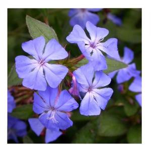 Plumbago