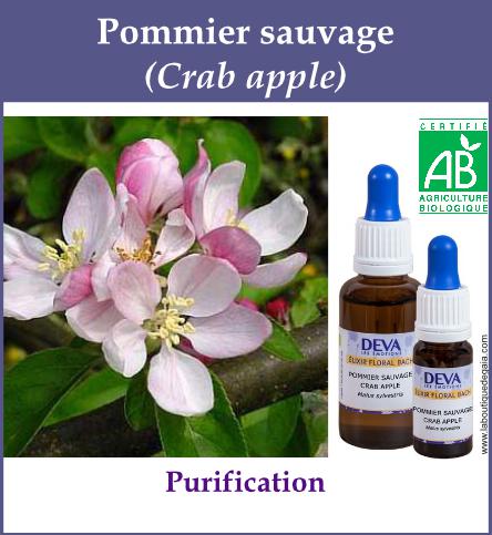 Pommier sauvage 4