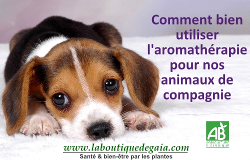 Post comment bien utiliser l aromatherapie pour nos animaux de compagnie 2 page001