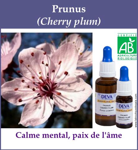 Prunus 4