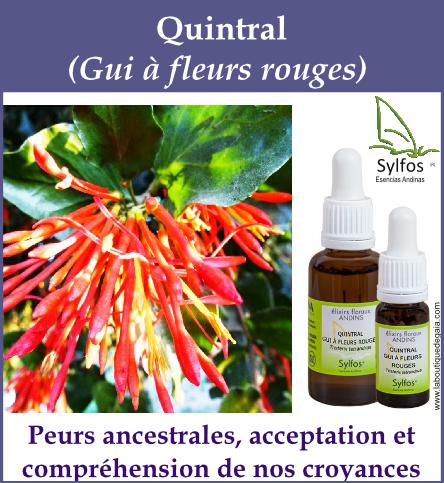 Quintral 5