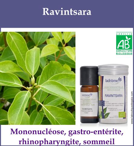 Ravintsara