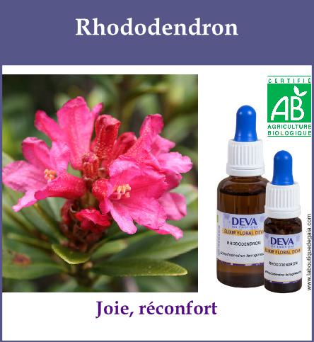 Rhododendron 2