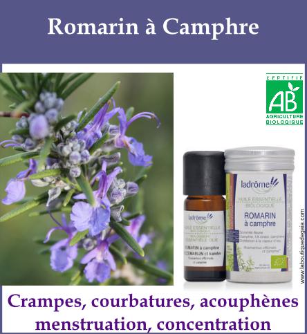 Romarin a camphre