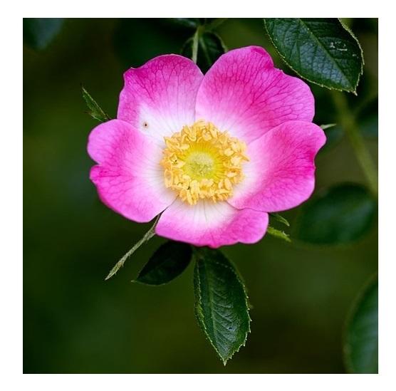 Rose musquee 1