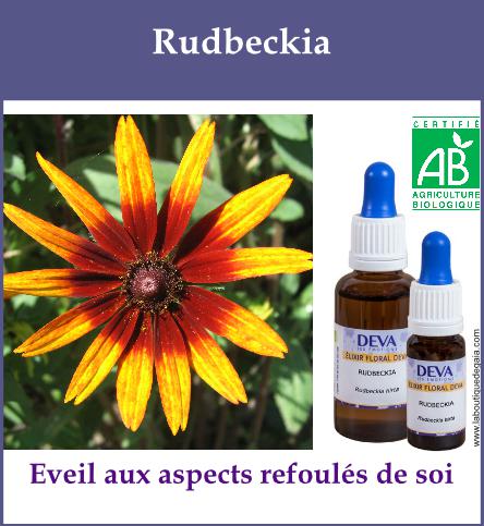 Rudbeckia 2