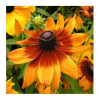 Rudbeckia 4