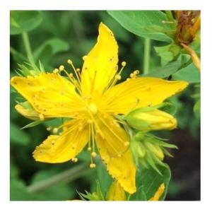 Saint John's Wort